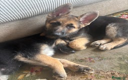 German Shepherd dogs for sale: German shepherd puppies for sale  - Image 2
