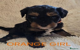 Tibetan Terrier dogs for sale: Adorable fluffy TToodle puppies  - Image 39