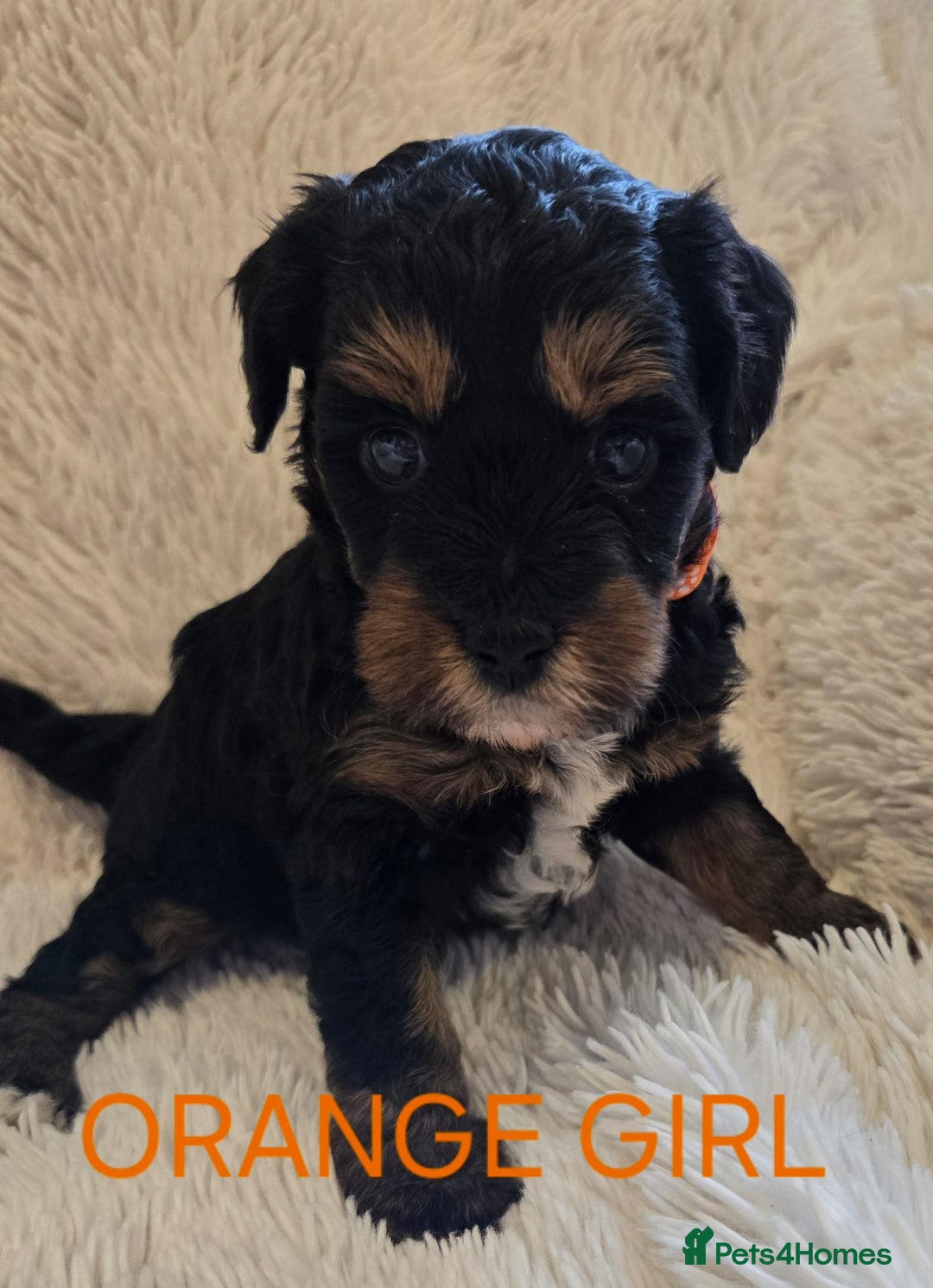 Tibetan Terrier dogs for sale: Adorable fluffy TToodle puppies  - Image 39