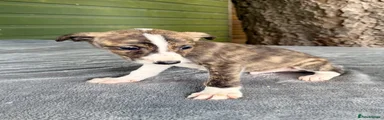 Lurcher Puppy 3