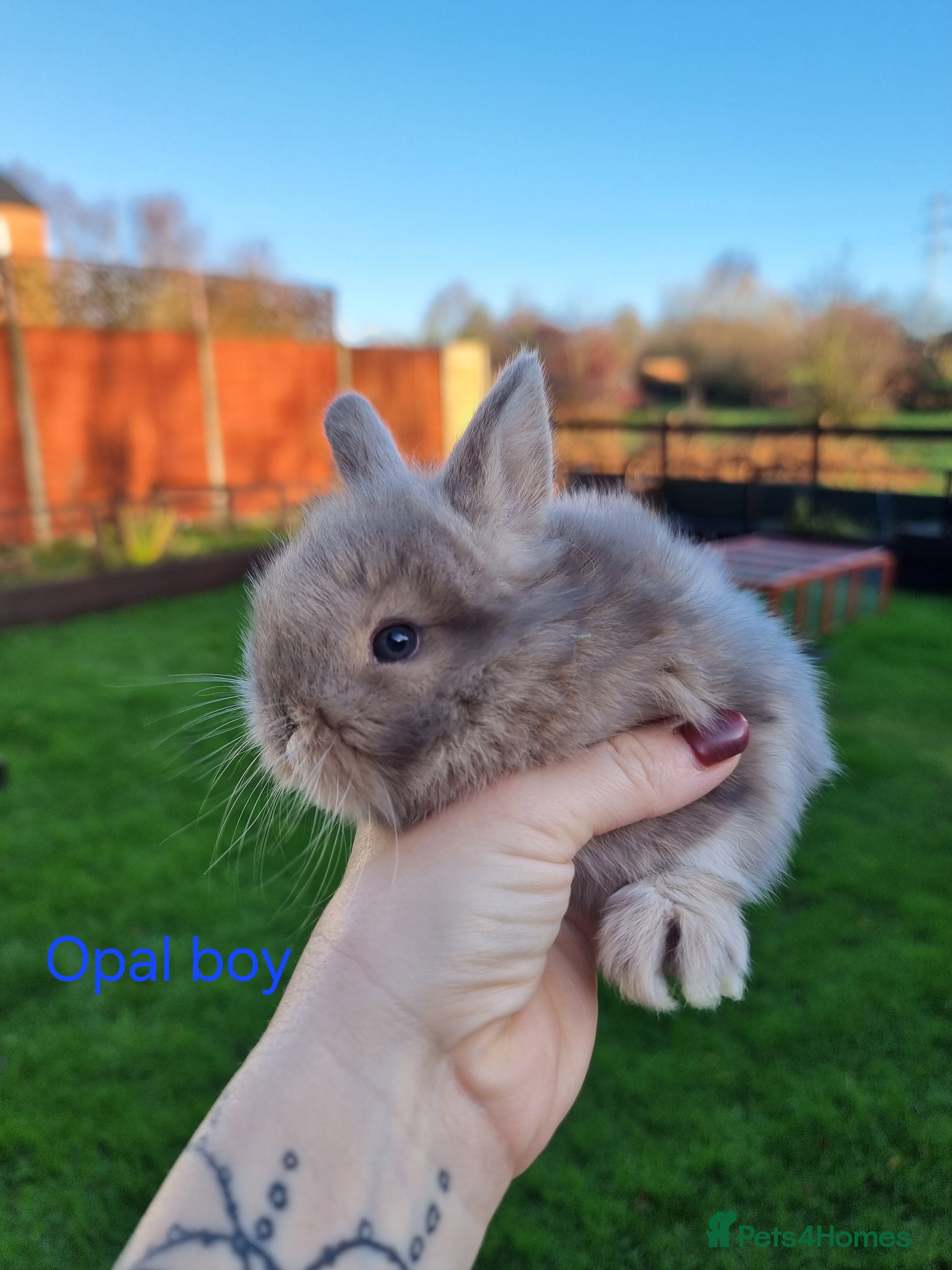 Mini Lion Lop rabbits Beautiful Mini lion lops ready for  **   - Advert 7