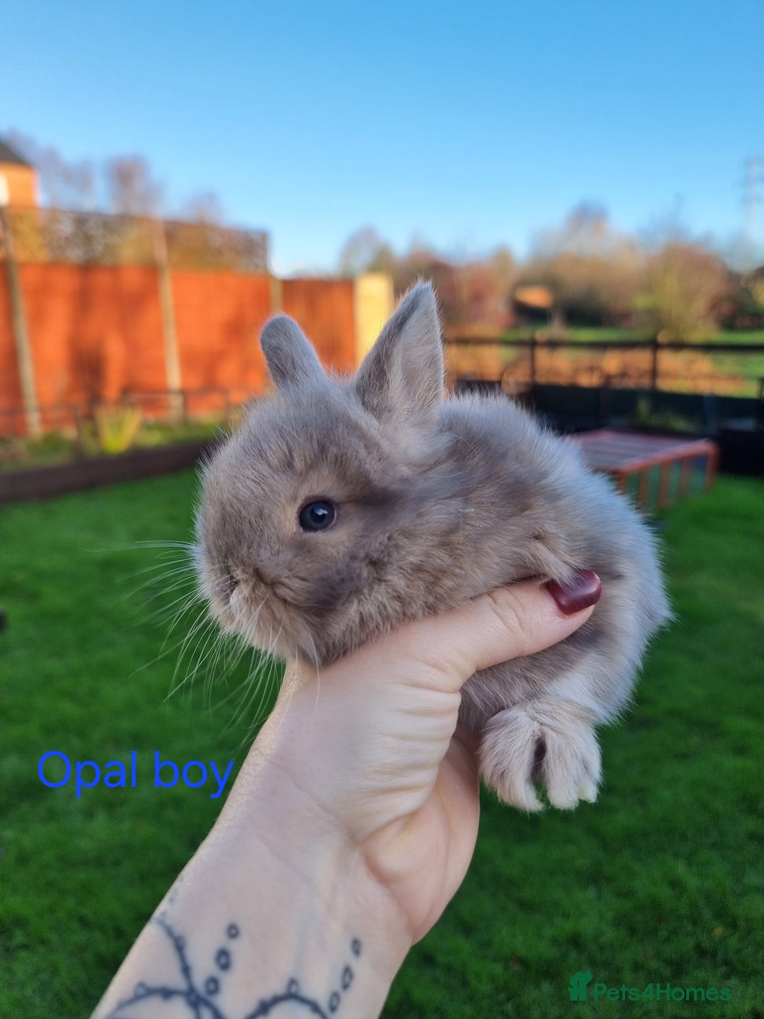 Mini Lion Lop rabbits for sale: Beautiful Mini lion lops ready for  **   - Advert 1