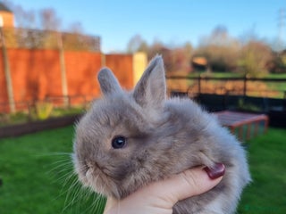 Mini Lion Lop rabbits Beautiful Mini lion lops ready for ** - Advert 9