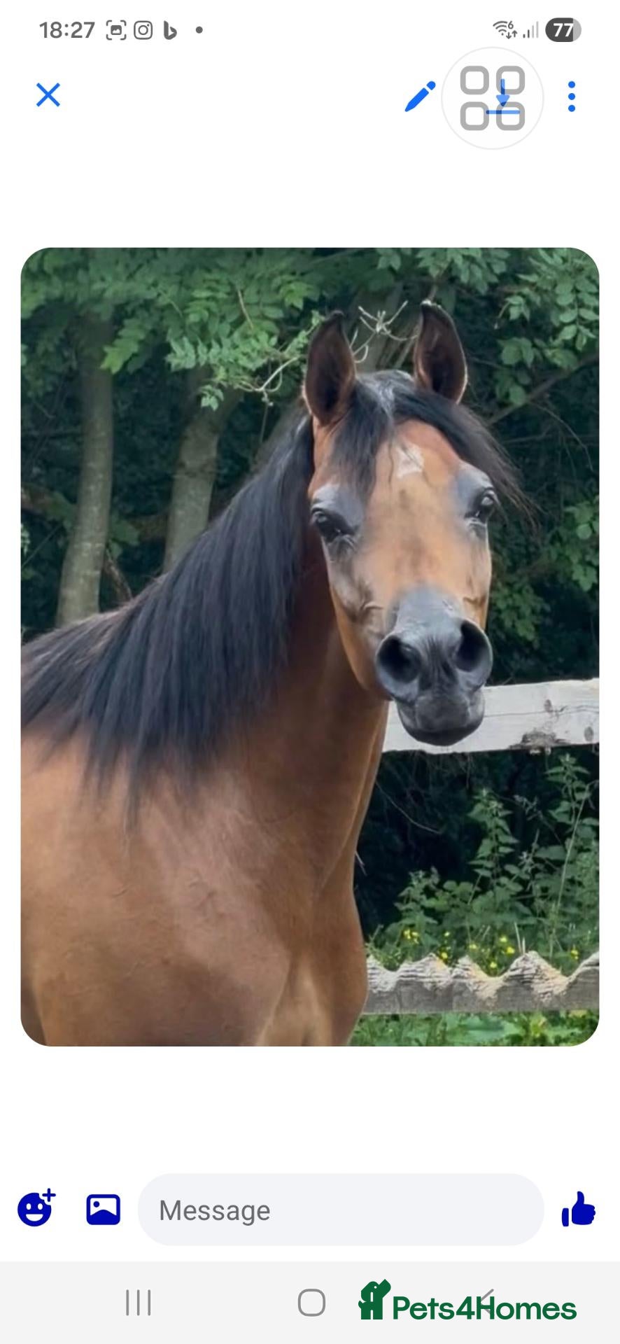 Arabian horse horses PRYCILLA - Advert 1