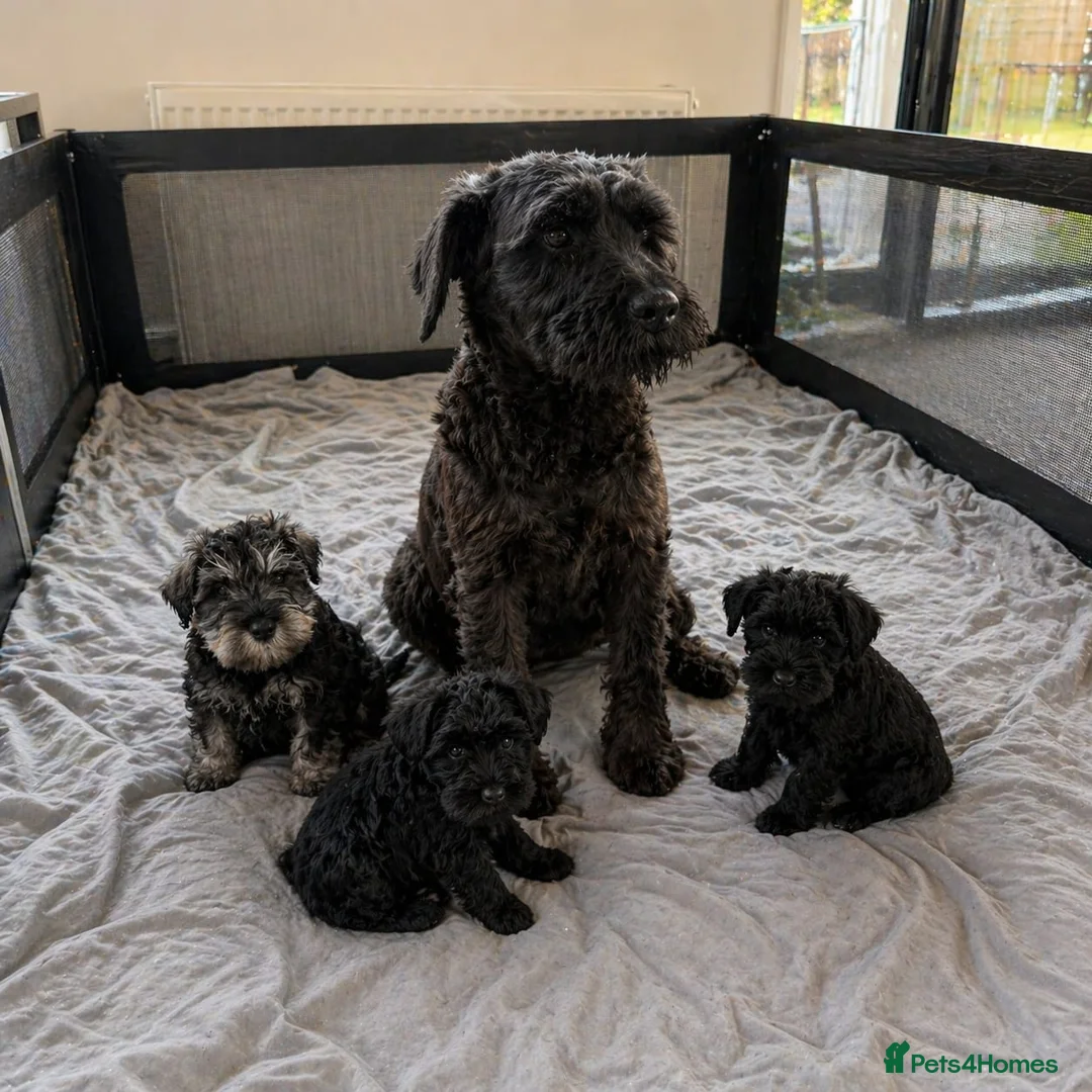 Miniature Schnauzer dogs for sale: Miniature Schnauzer Puppies  in Huddersfield - Advert 2