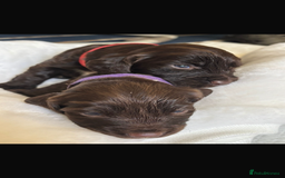 Sprocker dogs for sale: Sprocker Puppies - Image 17