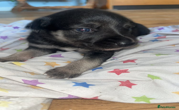 Whippet dogs - Advert 4