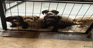 Cocker Spaniel dogs - Advert 3