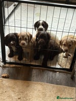 Cocker Spaniel dogs - Advert 3
