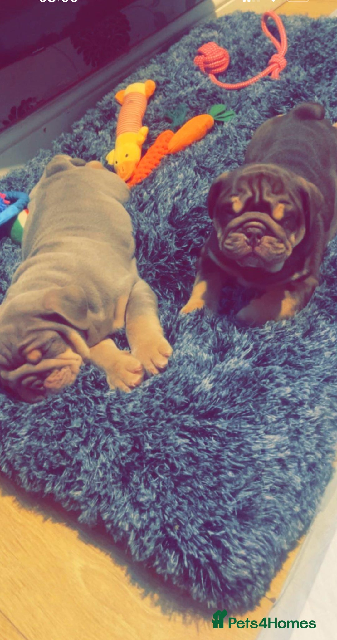 English Bulldog dogs for stud: Sons of king nemesis & epic bully (darling) in Southampton - Advert 21