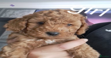 Cockapoo dogs - Advert 14