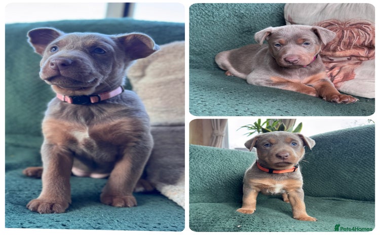 Australian Kelpie dogs - Advert 1