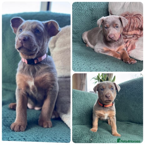 Australian Kelpie dogs - Advert 1