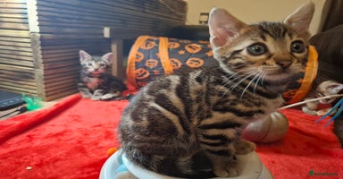 Bengal cats - Advert 9