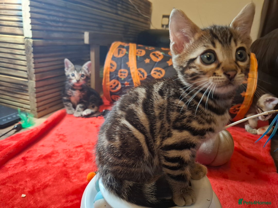 Bengal cats for sale: 🌟 Premium Bengal Tica Kittens – 5★Breeder 🌟 - Image 4