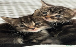 Maine Coon cats for sale: 🌟Adorable kittens now ready 4 forever home🌟 - Image 15