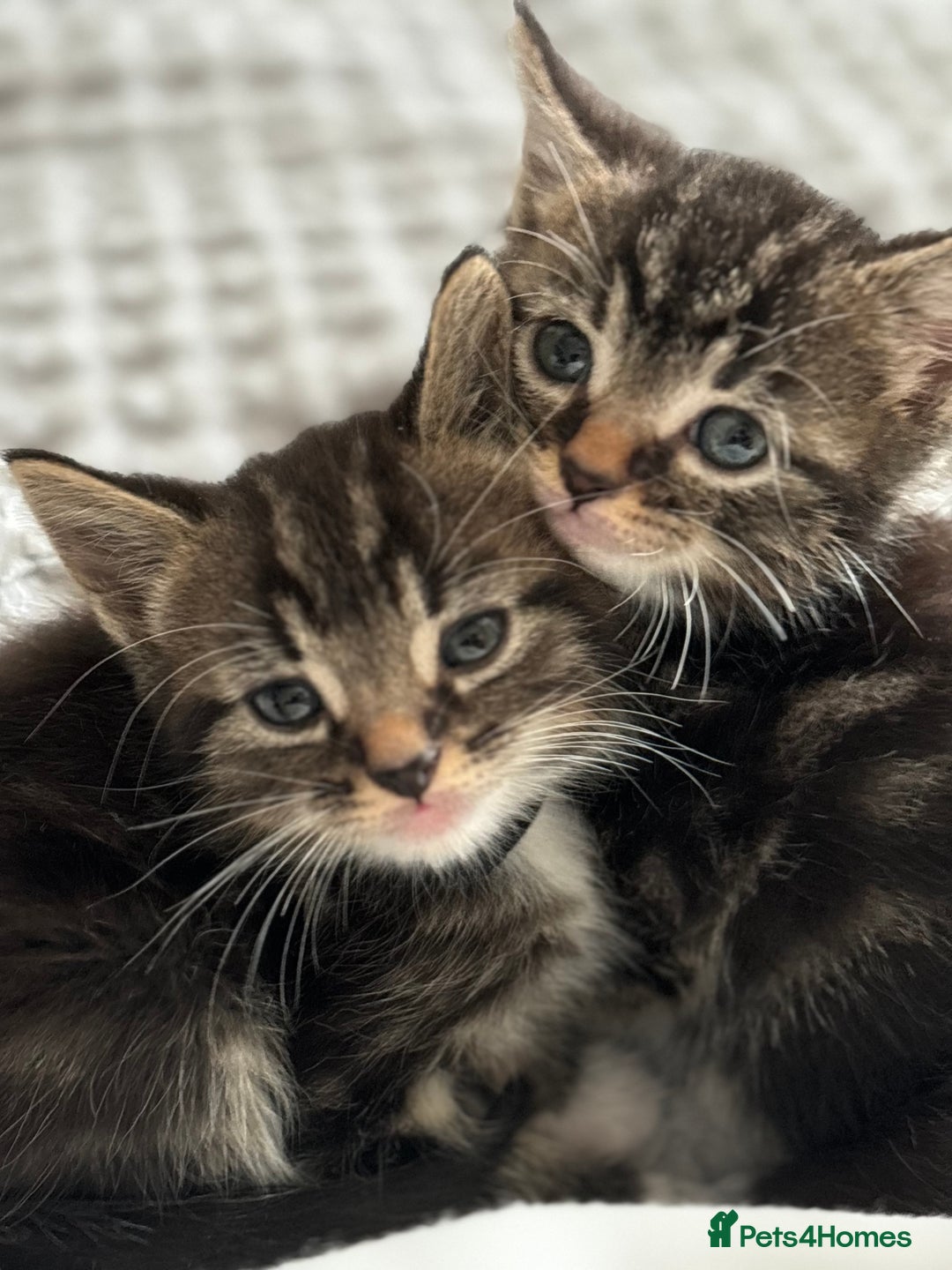 Maine Coon cats for sale: 🌟Adorable kittens now ready 4 forever home🌟 - Image 15