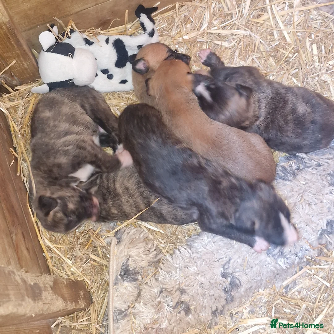 Lurcher dogs for sale: 3 male lurcher puppies.  in Bakewell - Advert 1