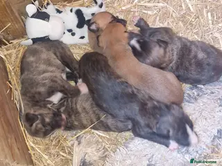 Lurcher dogs 3 male lurcher puppies. - Advert 12