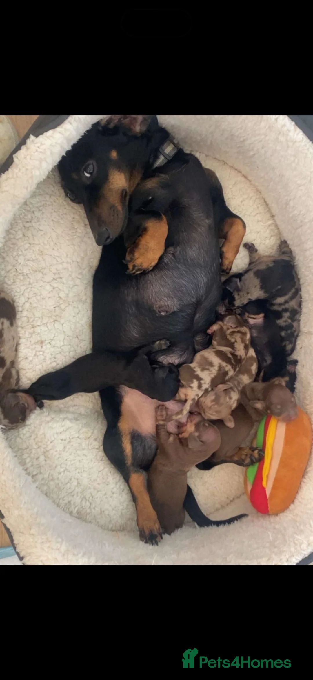 Miniature Dachshund dogs for sale: 8 beautiful miniature dachshunds - Advert 25