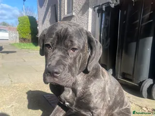 Cane Corso dogs Cane corso - Advert 1