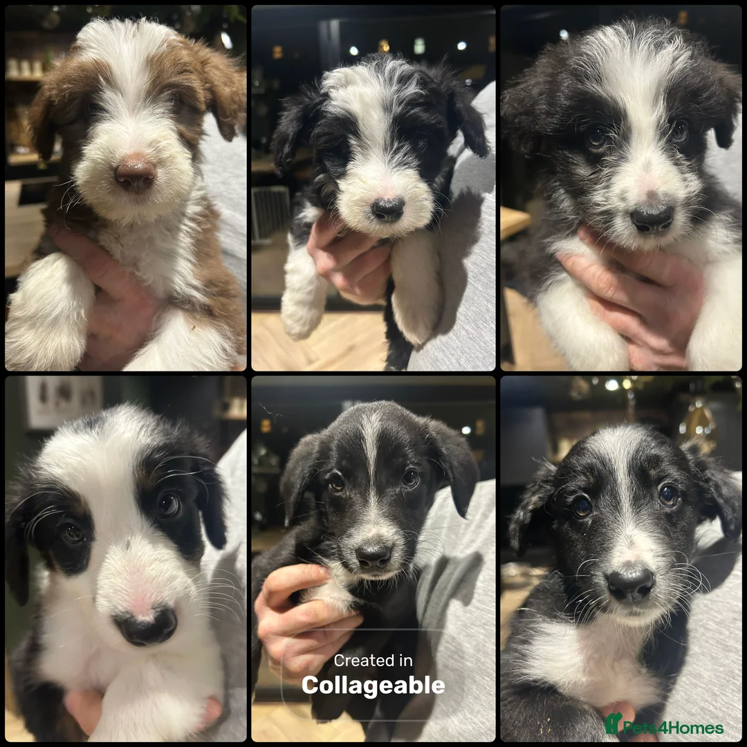 Bordoodle dogs for sale: READY NOW 6 beautiful Bordoodle puppies.  in Holywell - Advert 1