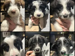 Bordoodle dogs READY NOW 6 beautiful Bordoodle puppies. - Advert 1