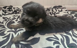 German Shepherd dogs for sale: 2 male german shepherd puppies - Image 2