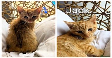 Mixed Breed cats - Advert 7