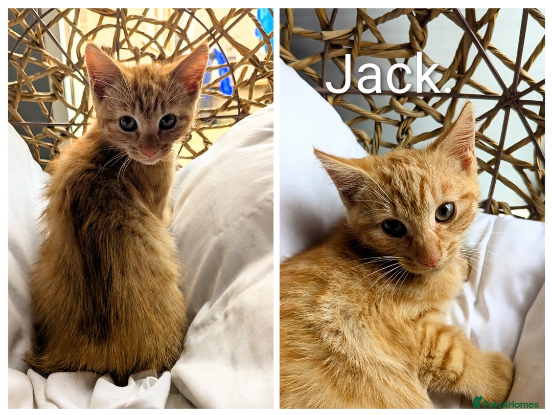 Mixed Breed cats for sale: Jack and Jill ready for a home  - Image 3