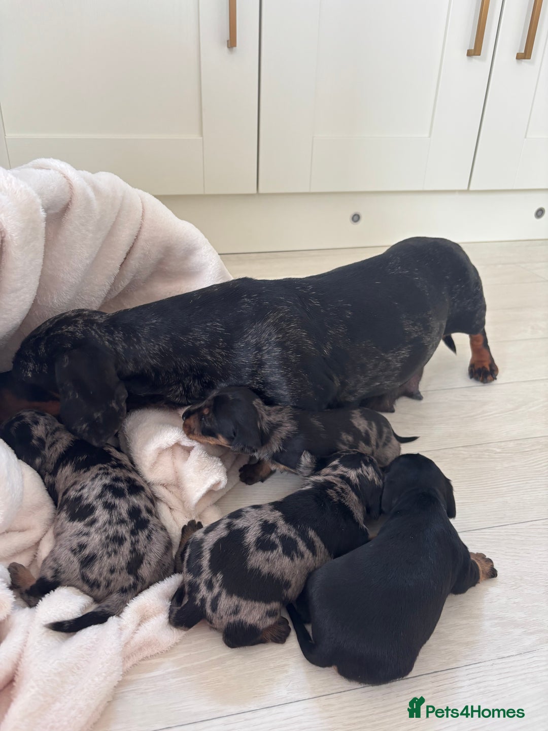 Mixed Breed dogs for sale: 5 Adorable miniature dapple schnoxie puppies - Image 4