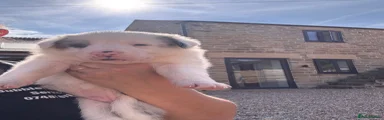 Border Collie 5