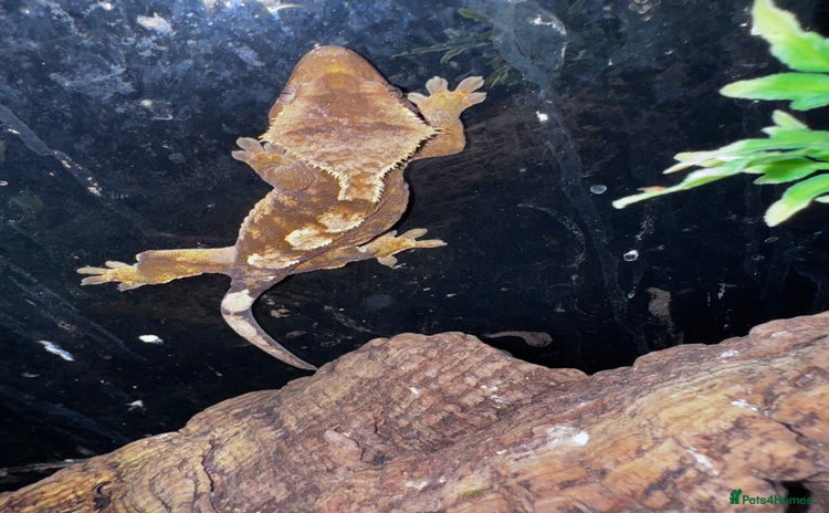 Leopard Gecko reptiles - Advert 3