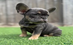 French Bulldog dogs for sale: Beautiful pups- Ready to leave 🏡 - Image 6