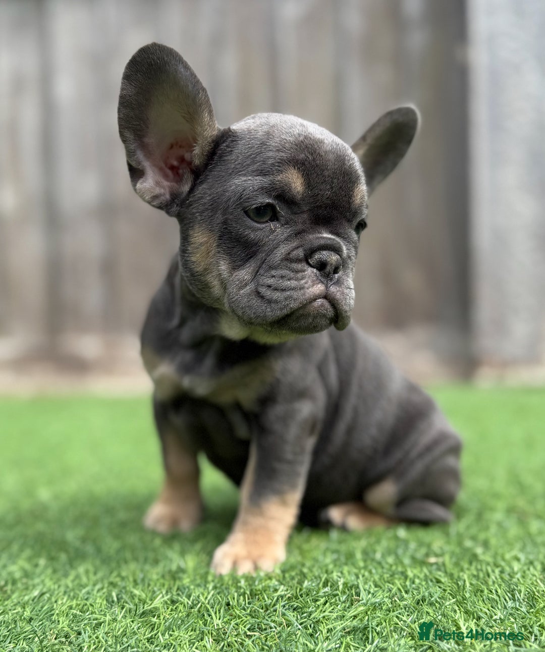 French Bulldog dogs for sale: Beautiful pups- Ready to leave 🏡 - Image 6