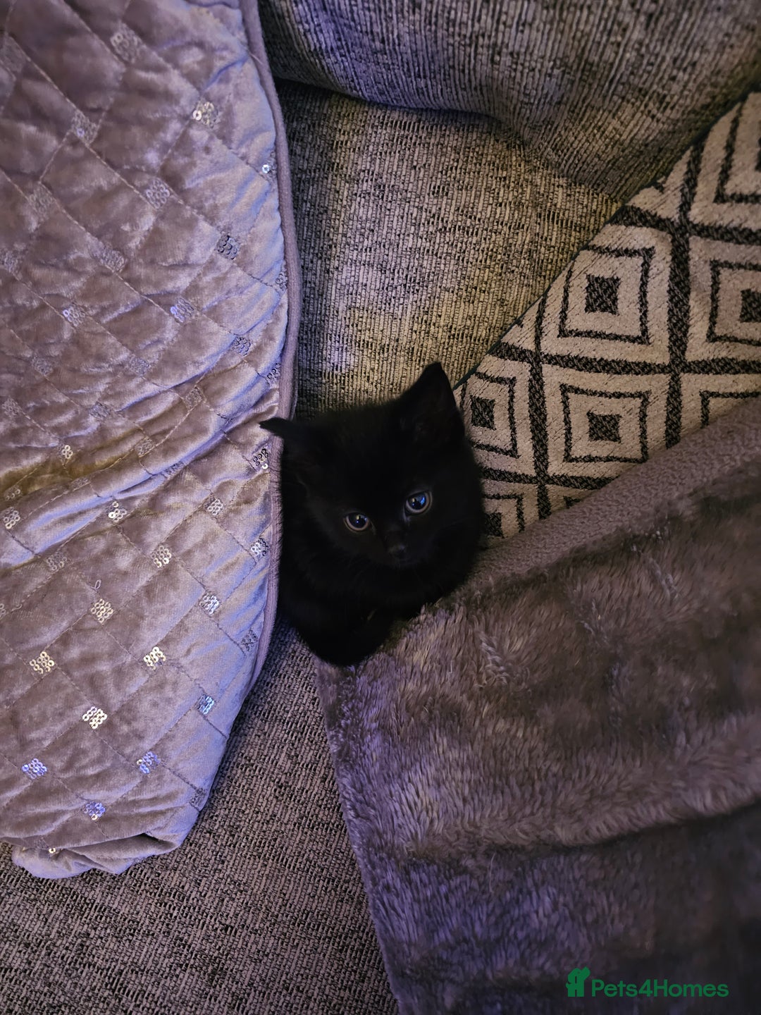 Mixed Breed cats for sale: 4 Gorgeous Bombay-Heritage Kittens- Litter Trained - Advert 29