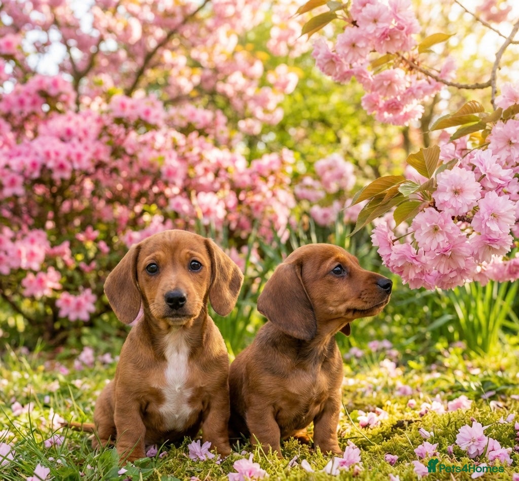 Miniature Dachshund dogs Miniature Dachshund Puppies🤎 - Advert 10