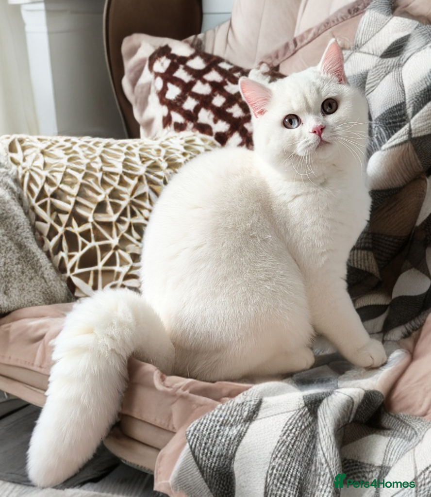 British Shorthair cats 🐻‍❄️*Quality Bsh kittens*check prices*only 2left* - Advert 12