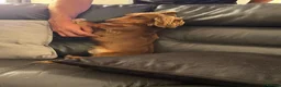 Miniature Dachshund dogs for sale: Longhaired Miniature Dachshund  - Advert 7