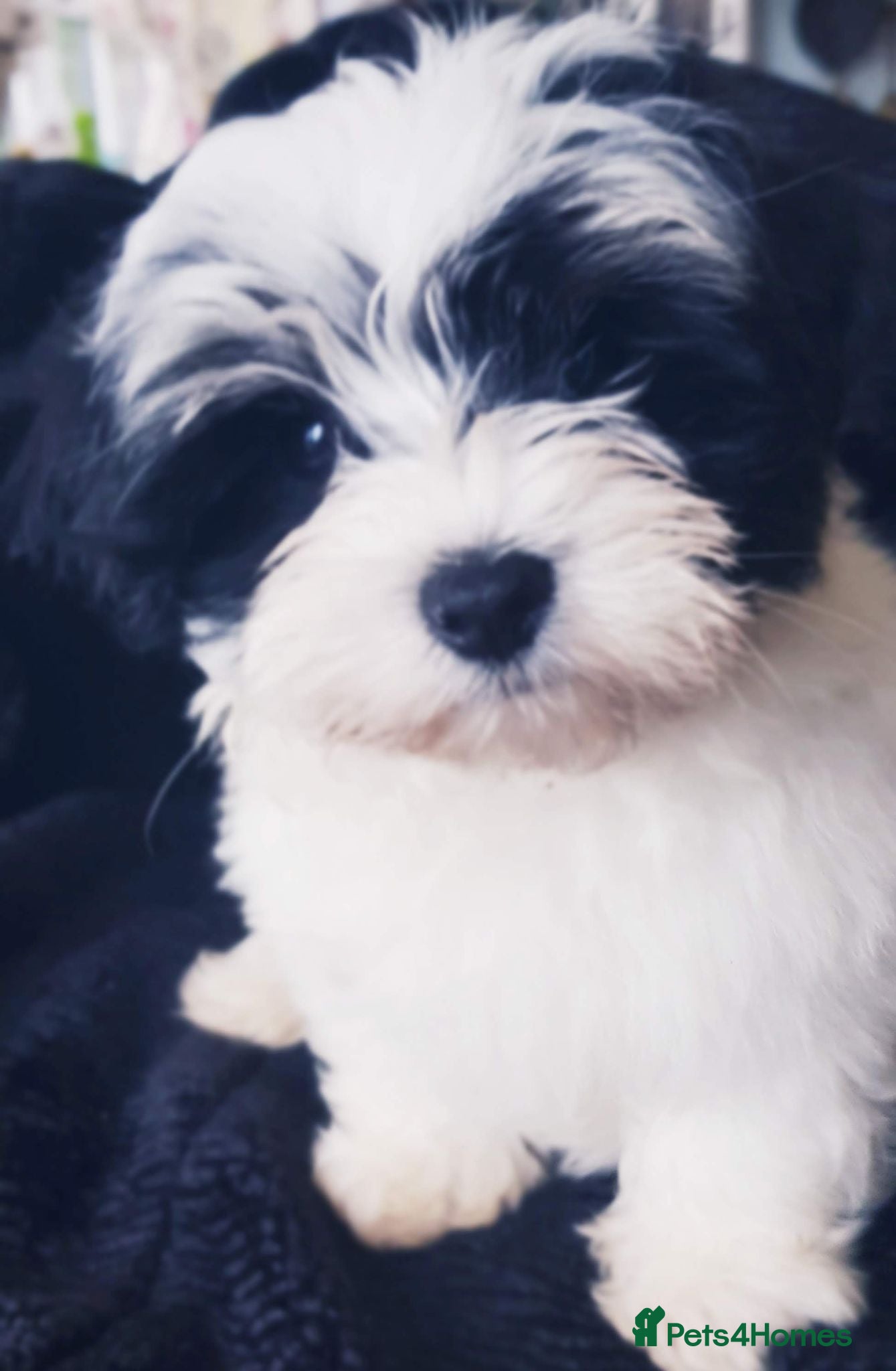 Lhasa Apso dogs KC registered Lhasa Apso Puppy Girl - Advert 2
