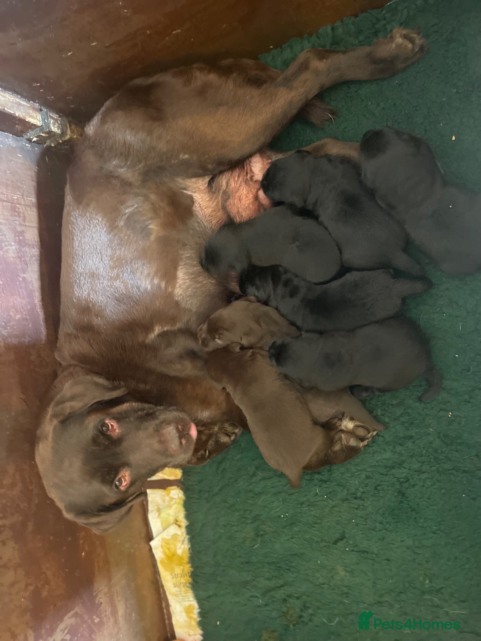 Labrador Retriever dogs 3 CHUNKY SHOW LABRADOR PUPPY BOYS AVAILABLE - Advert 1