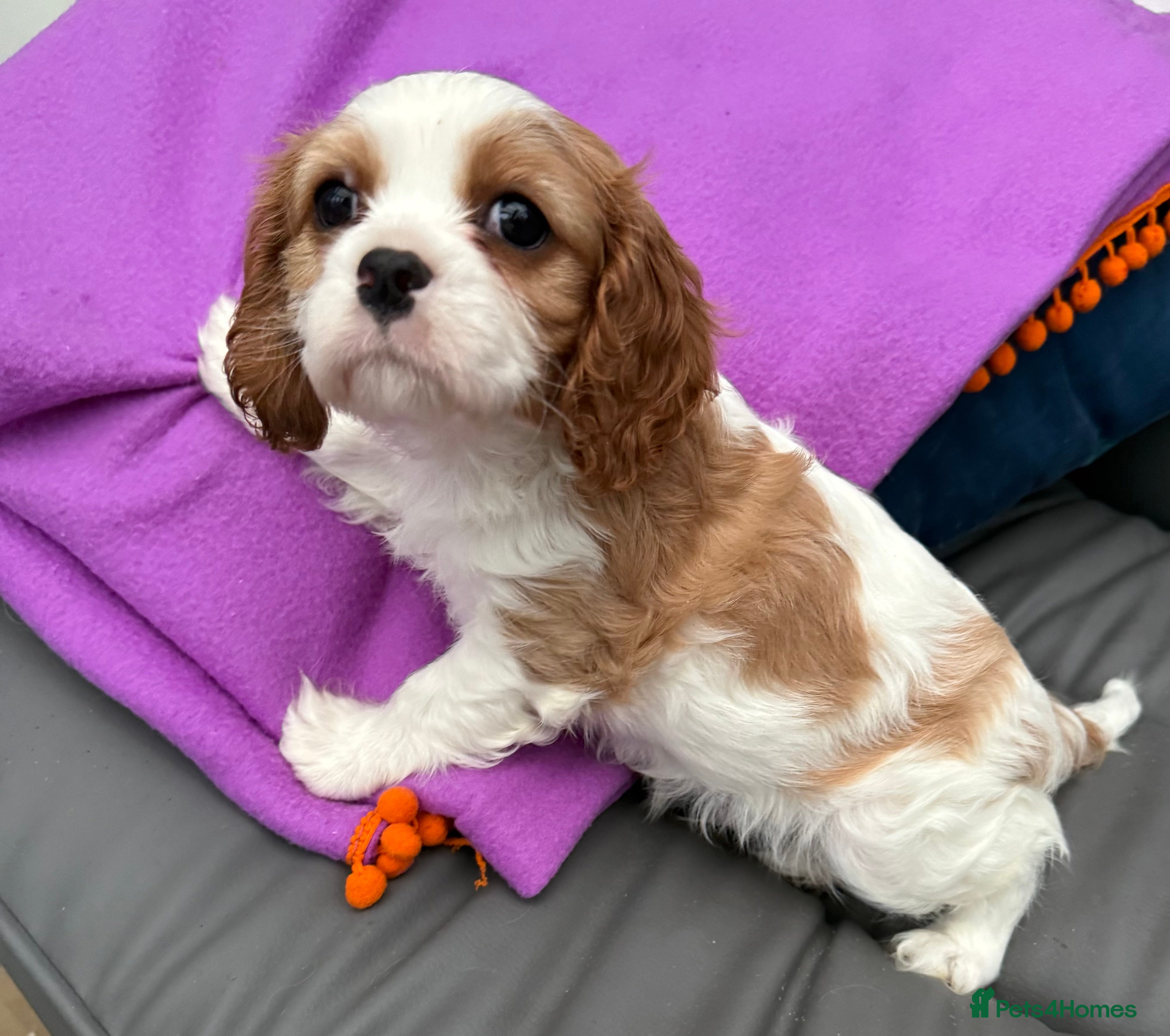 Cavalier King Charles Spaniel dogs Last boy available Cavalier King Charles Spaniel  - Advert 16