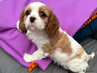 Cavalier King Charles Spaniel dogs Last boy available Cavalier King Charles Spaniel - Advert 16