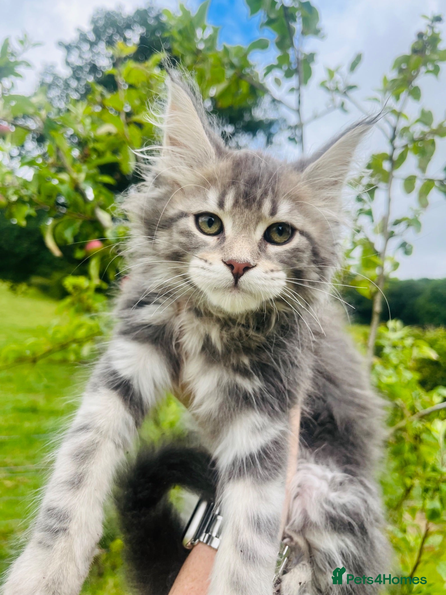 Maine Coon cats Stunning pedigree Maine coon kittens TICA  - Advert 2