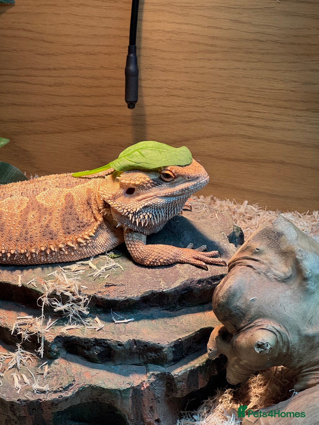 Bearded Dragon reptiles for sale: 12 month old bearded Dragon  - Image 2