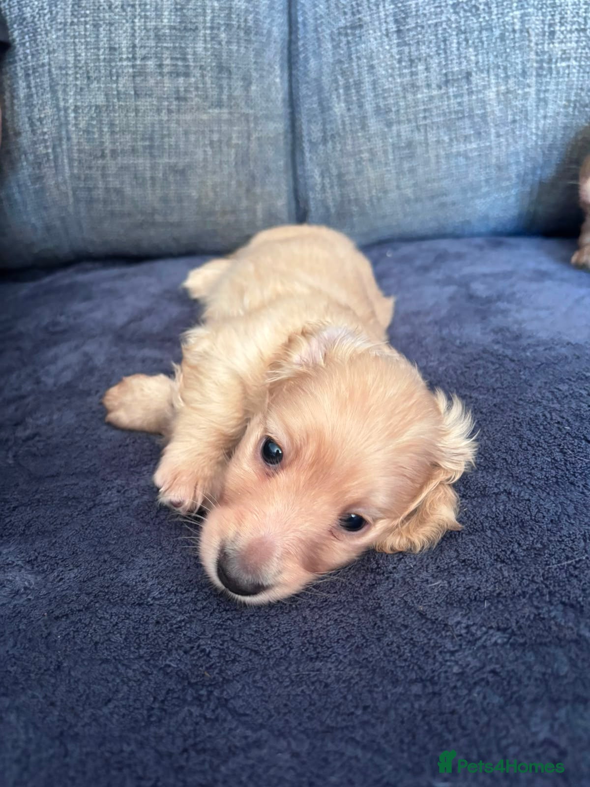 Miniature Dachshund dogs Cream long haired dachshund - Advert 1