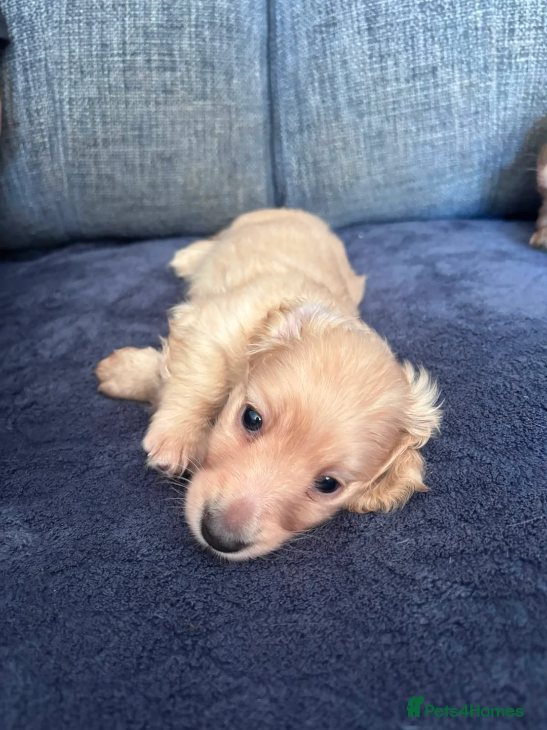 Miniature Dachshund dogs for sale: Cream long haired dachshund - Advert 1