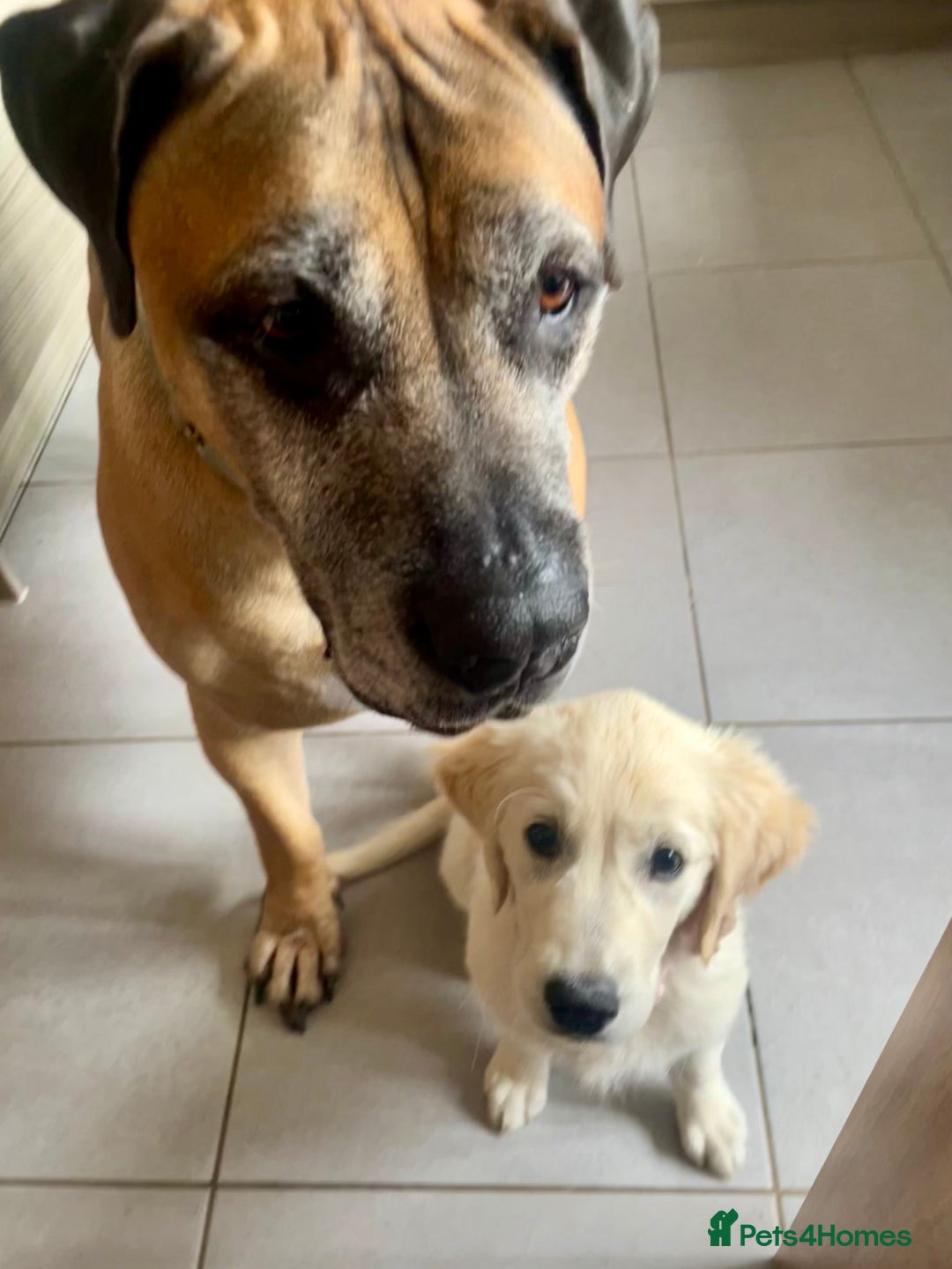 Boerboel dogs for sale: 7 year old male Boerboel for sale  - Image 2
