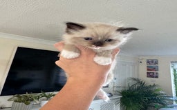 Ragdoll cats for sale:  ragdoll kittens  - Image 5
