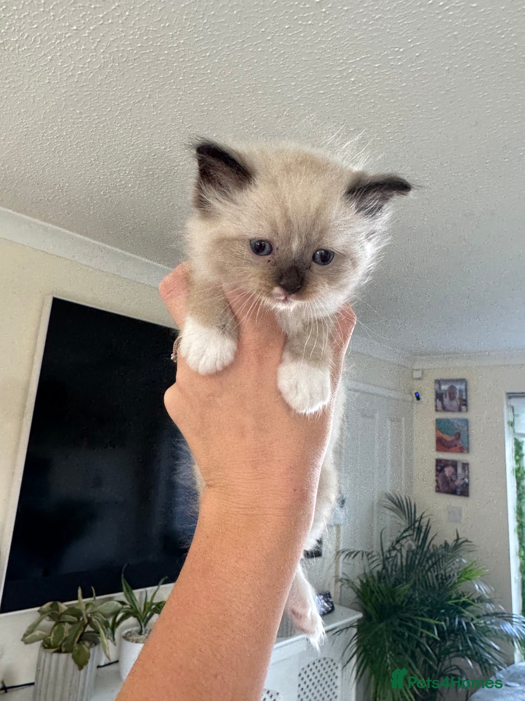Ragdoll cats for sale:  ragdoll kittens  - Image 5